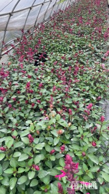 高度30厘米一串红