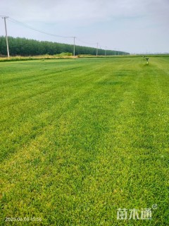 草卷状百慕大草