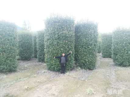 高度180厘米红叶石楠柱