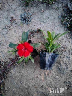 高度10厘米常夏石竹