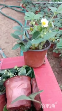 高度15厘米草莓