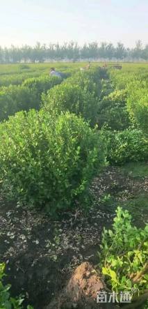 冠幅120厘米卫矛球