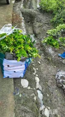 高度40厘米金禾女贞