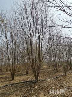 高度6500厘米丛生茶条槭