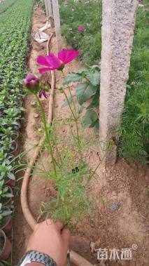 高度20厘米波斯菊