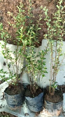 高度30厘米火棘