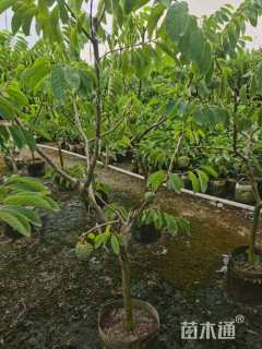 高度250厘米番荔枝