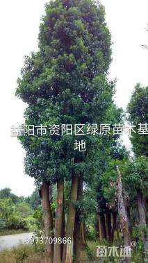 20公分香樟