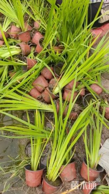 高度50厘米黄菖蒲