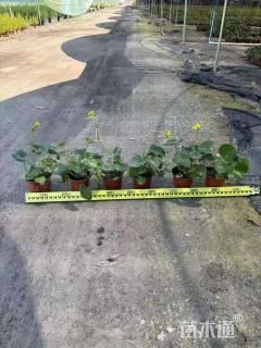 高度30厘米大吴风草