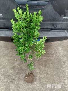 高度80厘米大叶黄杨