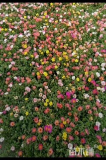 高度10厘米太阳花