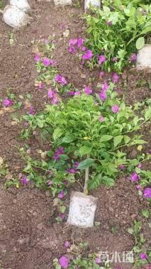 高度50厘米三角梅