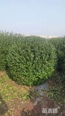 高度110厘米卫矛