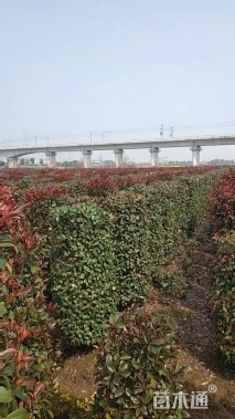 高度200厘米红叶石楠柱