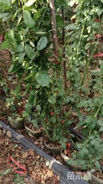 181厘米藤本月季