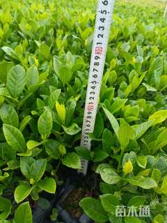 高度40厘米栀子花