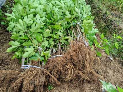 高度80厘米无花果小苗