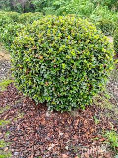 冠幅80厘米春鹃球