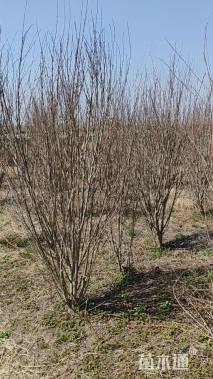 高度210厘米丛生木槿