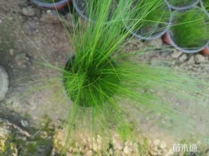 25厘米花叶络石