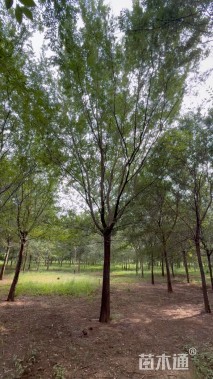 15公分榔榆