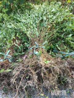 高度20厘米水蓼