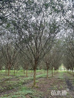高度700厘米丛生紫薇