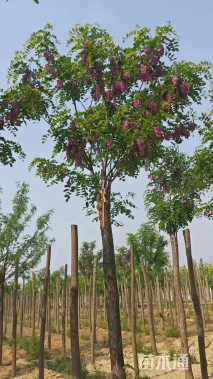 10公分嫁接香花槐