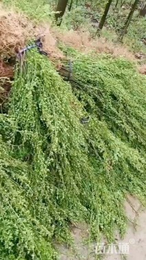 高度40厘米迎春花