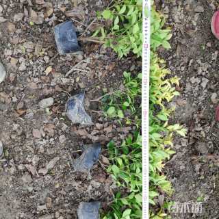 高度40厘米金森女贞小苗