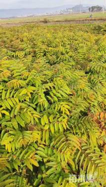 高度20厘米香椿小苗