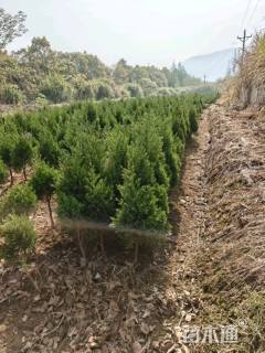 高度60厘米塔柏