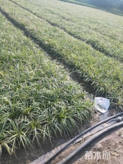 高度20厘米金边麦冬