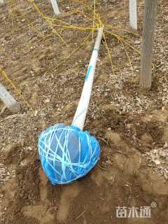 10公分金枝龙爪槐