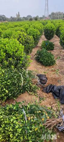 冠幅120厘米大叶黄杨球