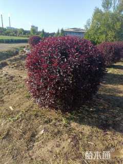 高度150厘米紫叶矮樱球