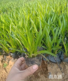 高度18厘米蛇鞭菊