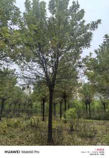 18公分金叶白蜡