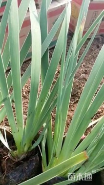 高度30厘米德国鸢尾