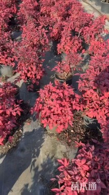 高度30厘米火焰南天竹