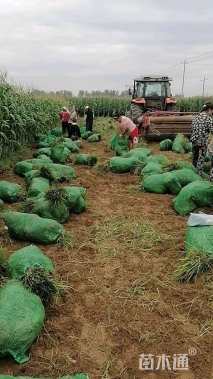 高度15厘米麦冬