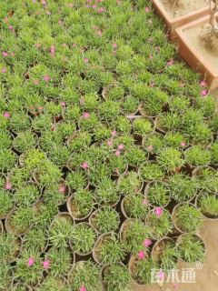 高度10厘米欧石竹