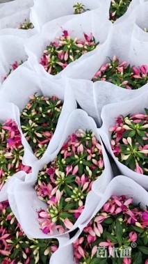 高度50厘米倒挂金钟