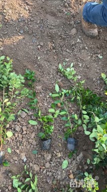 高度50厘米金森女贞小苗