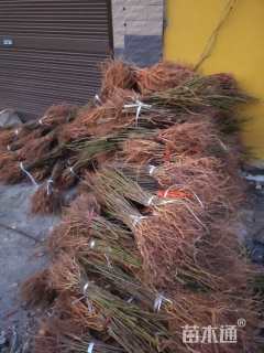 高度30厘米水杉小苗