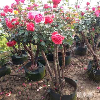 高度175厘米树状月季