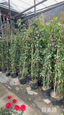 180厘米安吉拉月季