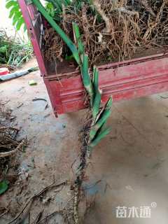 50厘米龟背竹