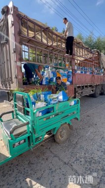 高度25厘米矮蒲苇